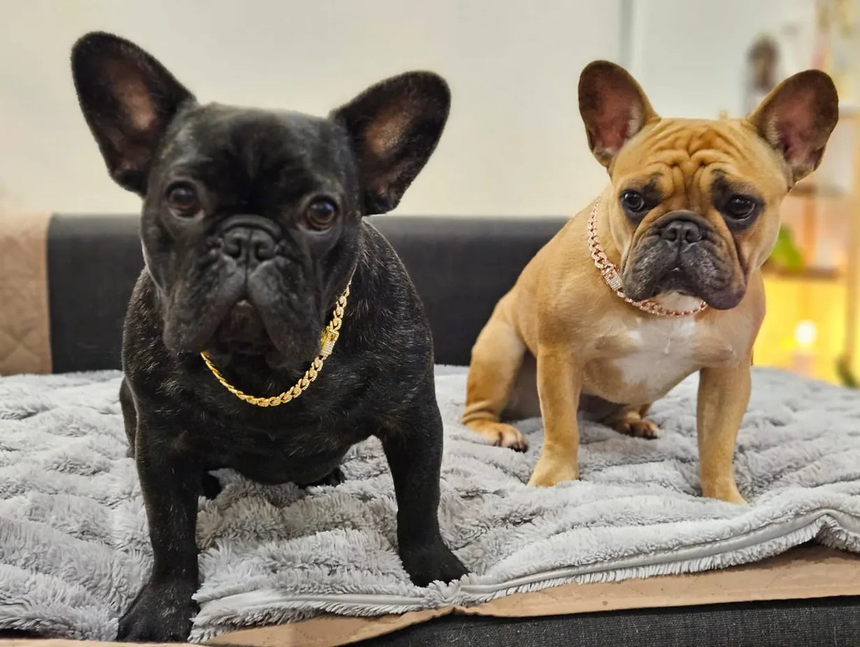 Diamond Cuban Dog Chain Collar