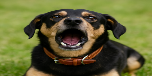 Why Is Your Dog Barking So Much?