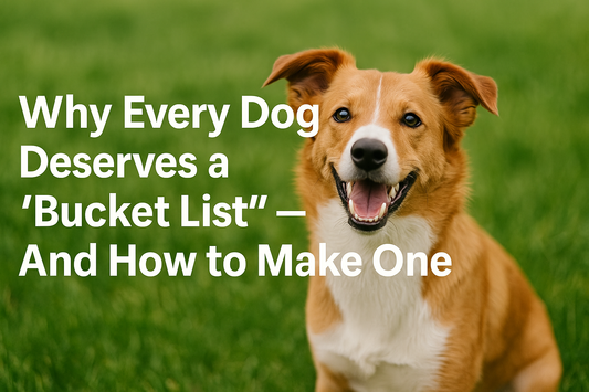 Why Every Dog Deserves a "Bucket List" — And How to Make One!
