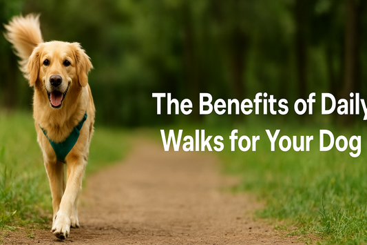 The Benefits of Daily Walks for Your Dog